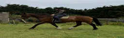 Shire horses for sale: 18.2hh 16yr old TB X Shire gelding - Advert 12