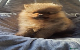 Pomeranian dogs for sale: Outstanding Tiny Pomeranian Puppies - Image 10