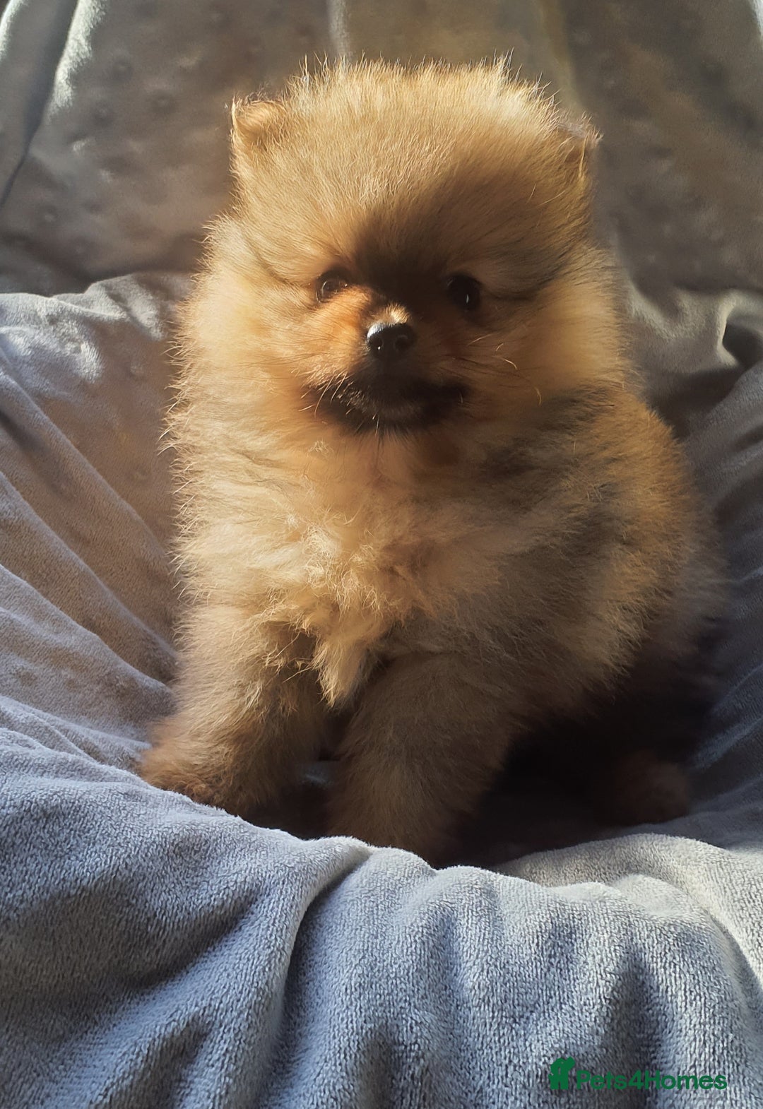 Pomeranian dogs for sale: Outstanding Tiny Pomeranian Puppies - Image 10
