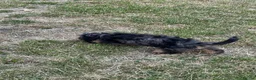 Doxiepoo dogs for sale: Stunning dachshund/poodle pups - Advert 16