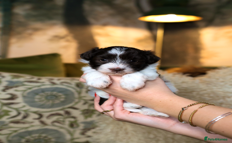 Mixed Breed dogs - Advert 3