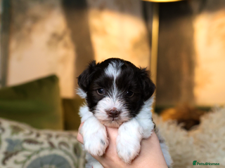 Mixed Breed dogs - Advert 1