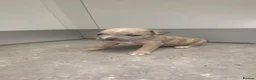 American Bully dogs for sale: 4 pups left ready to leave now - Advert 30