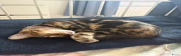 Mixed Breed cats for sale: Bengal cross Kittens – One Male & One Female - Advert 3