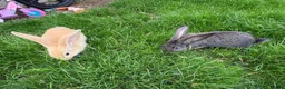 Continental Giant rabbits for sale: Giant continental babies for sale💗🩵 - Advert 6