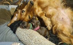 Miniature Dachshund dogs for sale: Long-haired Miniature Dachshund Puppies for Sale - Image 5