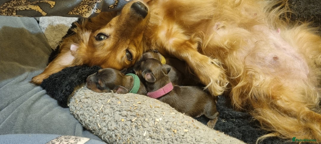 Miniature Dachshund dogs for sale: Long-haired Miniature Dachshund Puppies for Sale - Image 5
