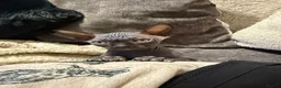 Sphynx cats for sale: 💙🩷 gorgeous sphynx baby’s 🩷💙 1 girl back up  - Advert 36