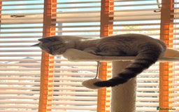 British Shorthair cats for sale: Rare Silver Spotted British Shorthair Kitten - Image 12