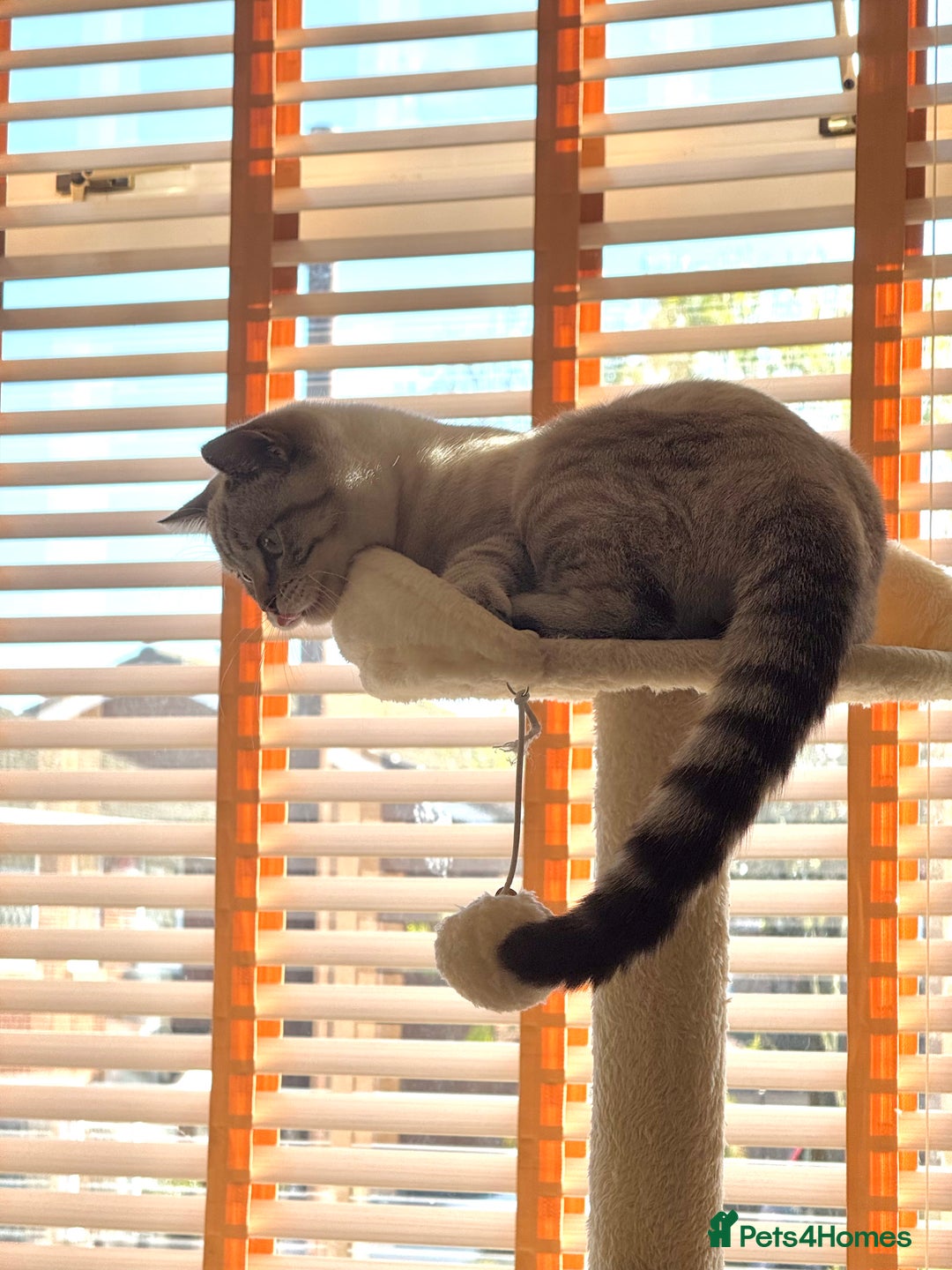 British Shorthair cats for sale: Rare Silver Spotted British Shorthair Kitten - Image 12