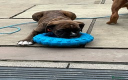 Boxer dogs for sale: READY TO GO - Chunky KC registered Boxer pups - Image 11