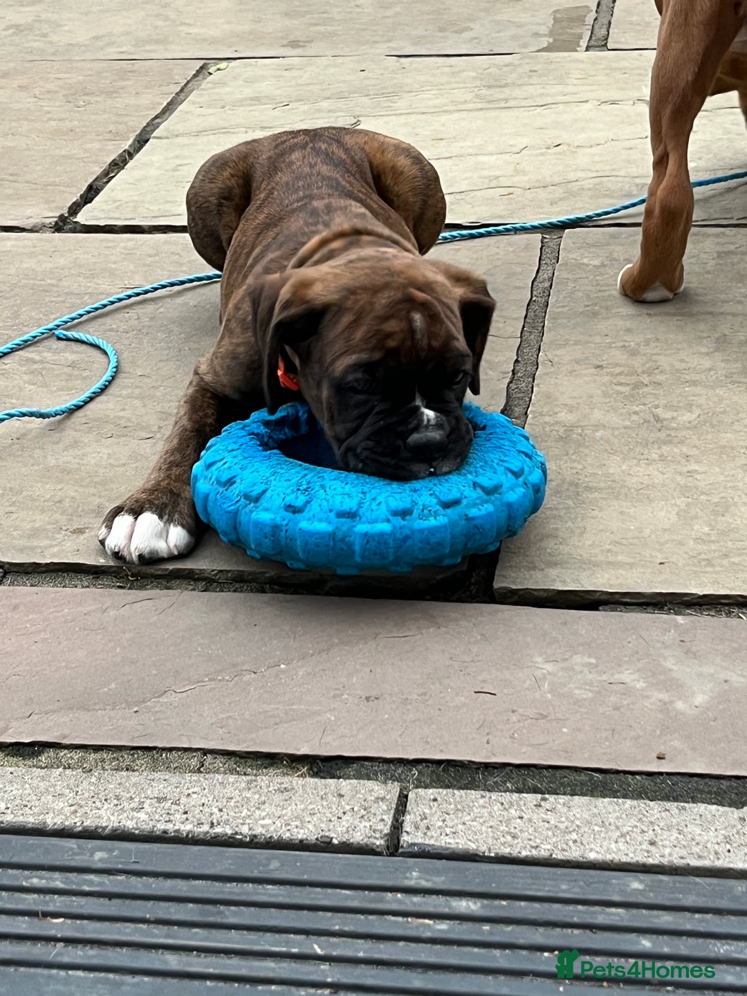 Boxer dogs for sale: READY TO GO - Chunky KC registered Boxer pups - Image 11