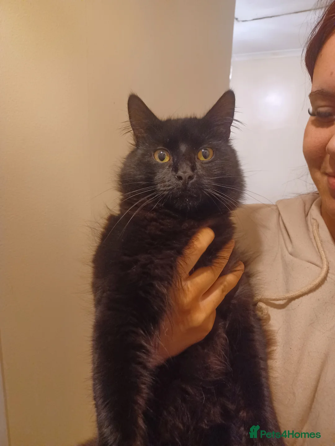 British Shorthair cats for sale: 2 male & 1 female kittens in Ashford - Advert 5