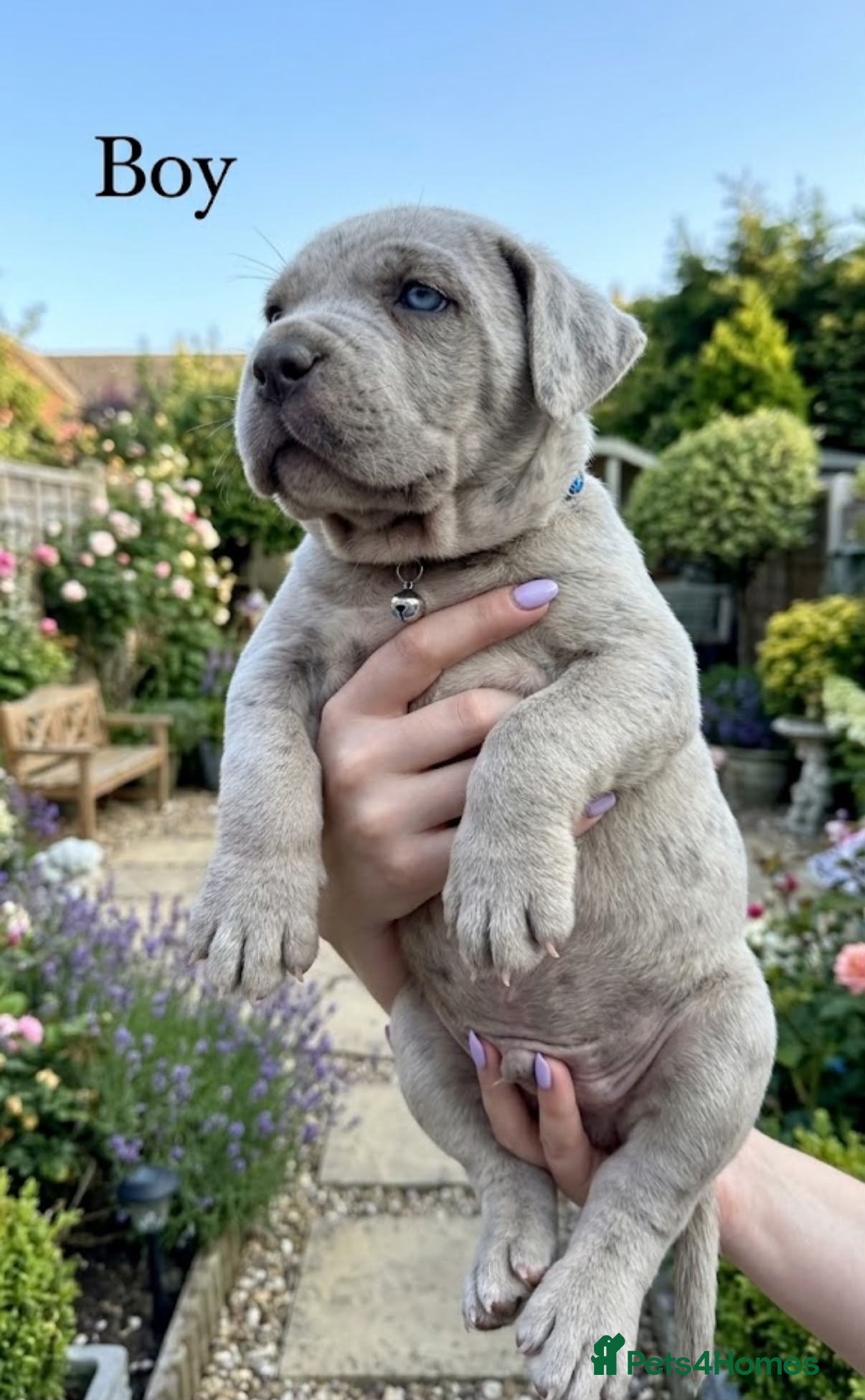 Cane Corso dogs Stunning Cane Corso Puppies for Sale - Advert 2