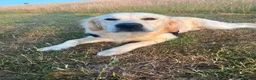 Golden Retriever dogs for stud: KC Registered Golden Retriever For Stud - Advert 3