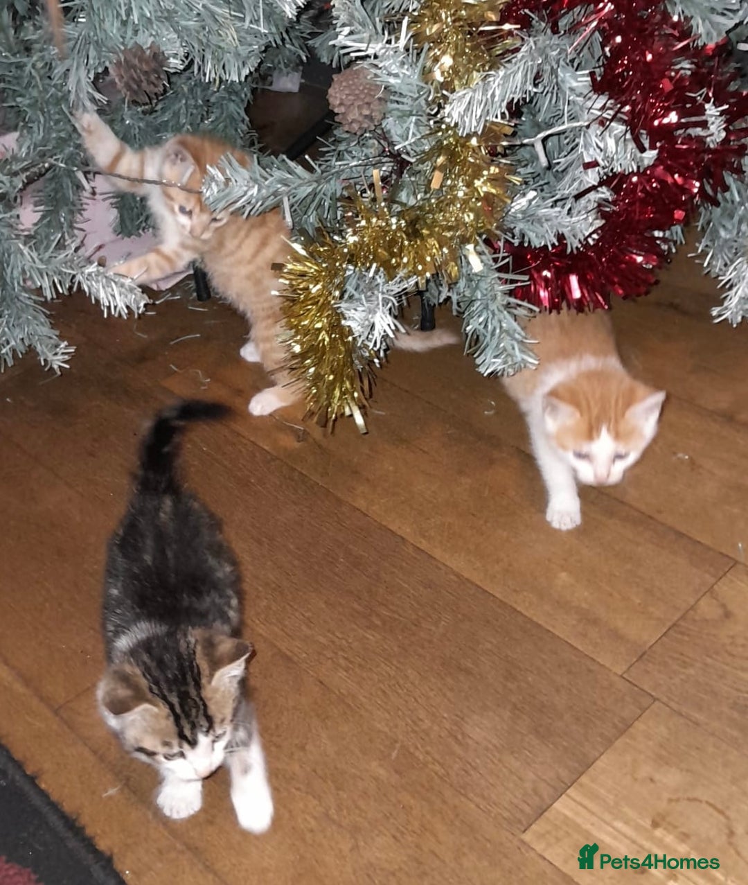 Mixed Breed cats for sale: 4 Adorable kittens for sale.  Ready now.  - Advert 7