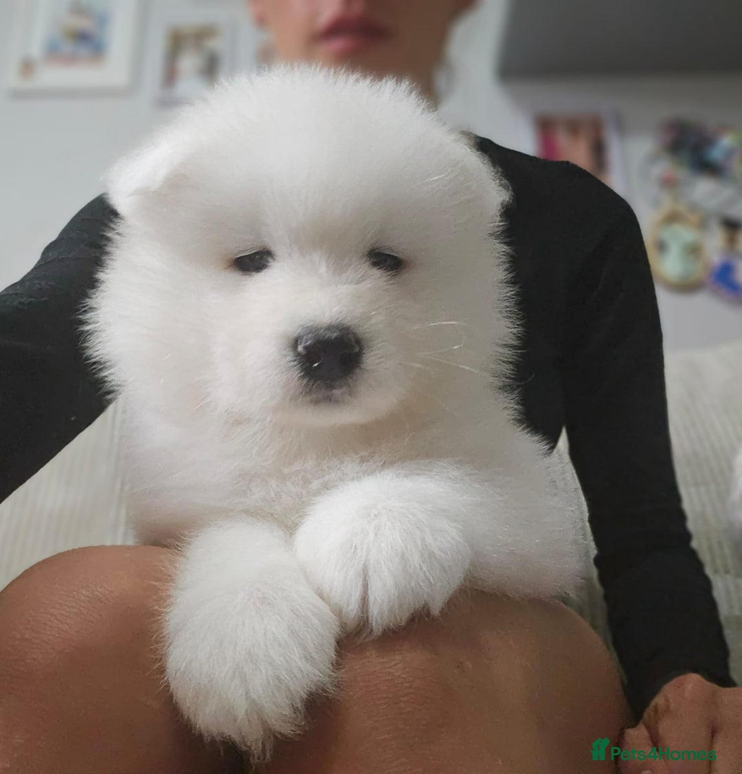 Samoyed dogs for sale: Beautiful Samoyed Puppies! ✨* - Image 20