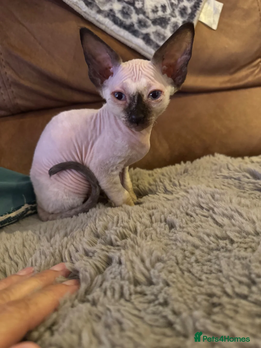 Sphynx cats for sale: Bambino sprinkles in Dunstable - Advert 2