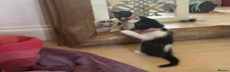 Mixed Breed cats for sale: beautiful shorthair/longhair kittens  - Advert 22