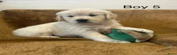 Golden Retriever dogs for sale: KC Registered Golden Retriever Puppies - Advert 7