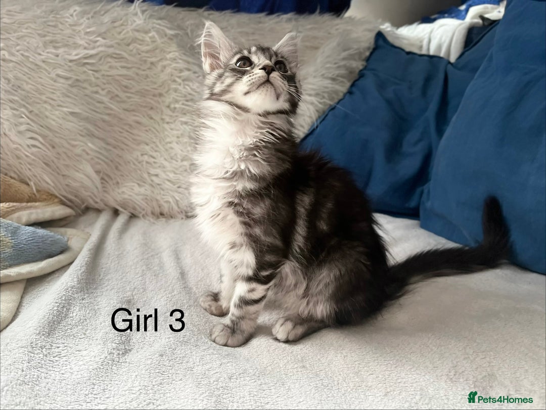 Maine Coon cats for sale: XXL  Ready Now TICA pure bread Maine Coon Kittens  - Image 6