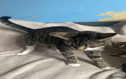 British Shorthair cats for sale: Beautiful kittens - Image 7