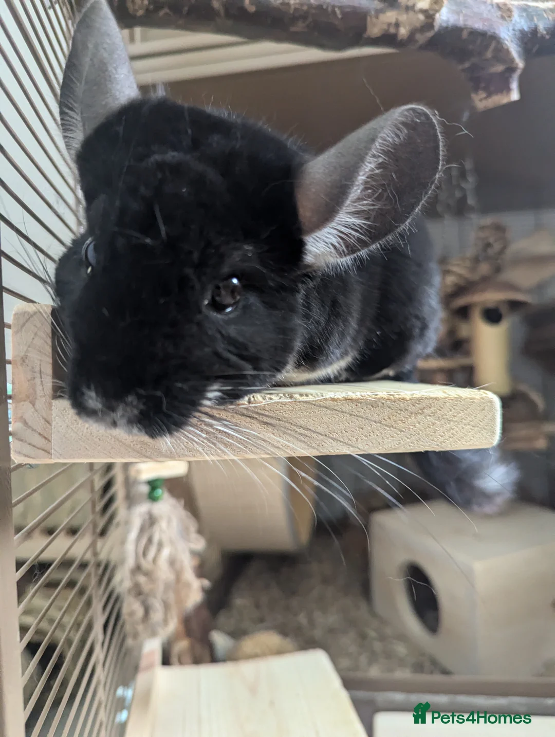 Chinchilla rodents for sale: Two Male Chinchillas with Cage and Set-Up - Advert 10