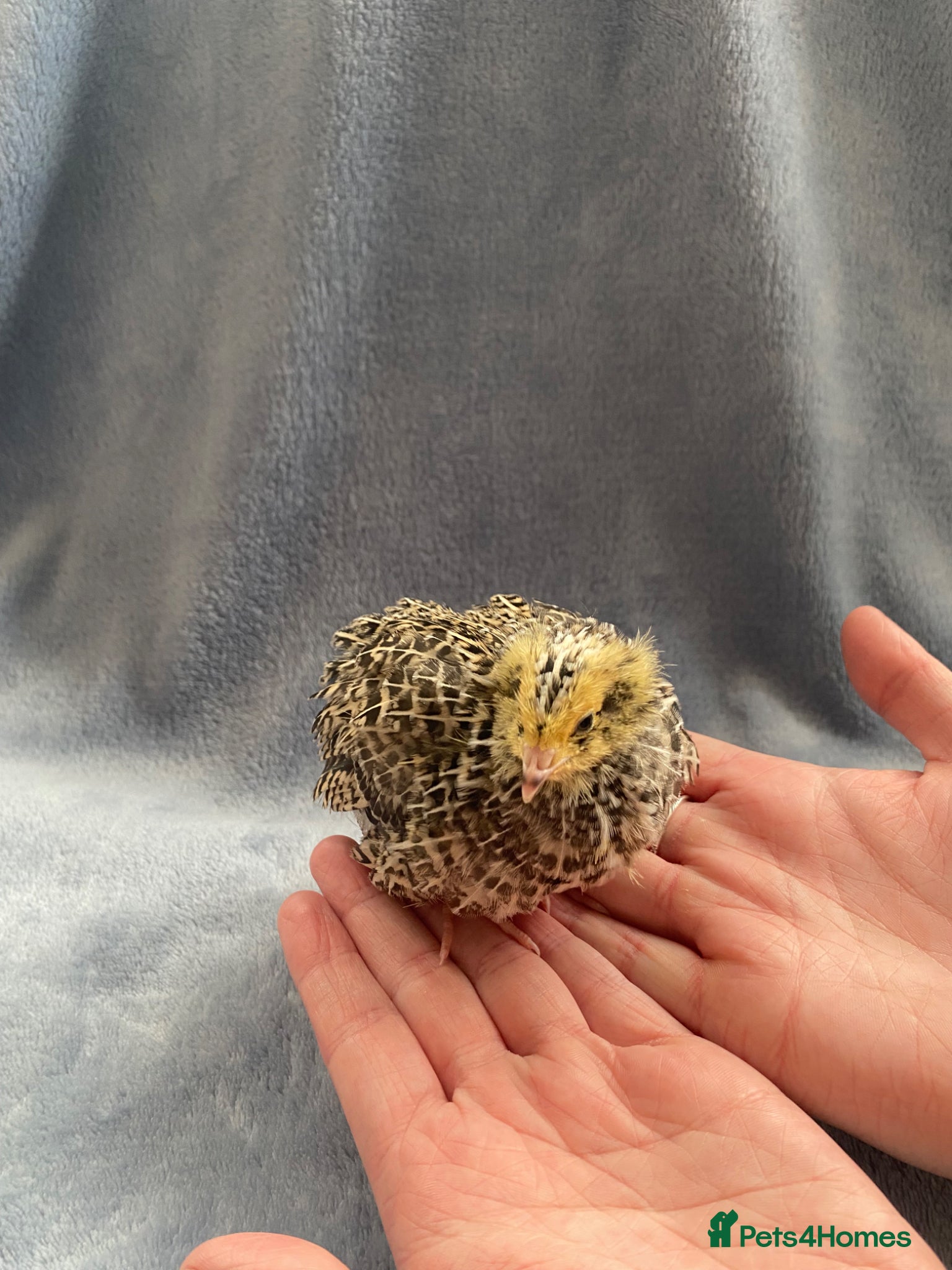 Quail poultry Mixed Coturnix Quails  - Advert 12