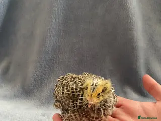 Quail poultry Mixed Coturnix Quails - Advert 4