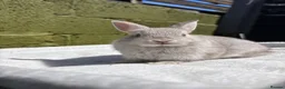 Netherland Dwarf rabbits for sale: Outstanding type and super Friendly  - Advert 5