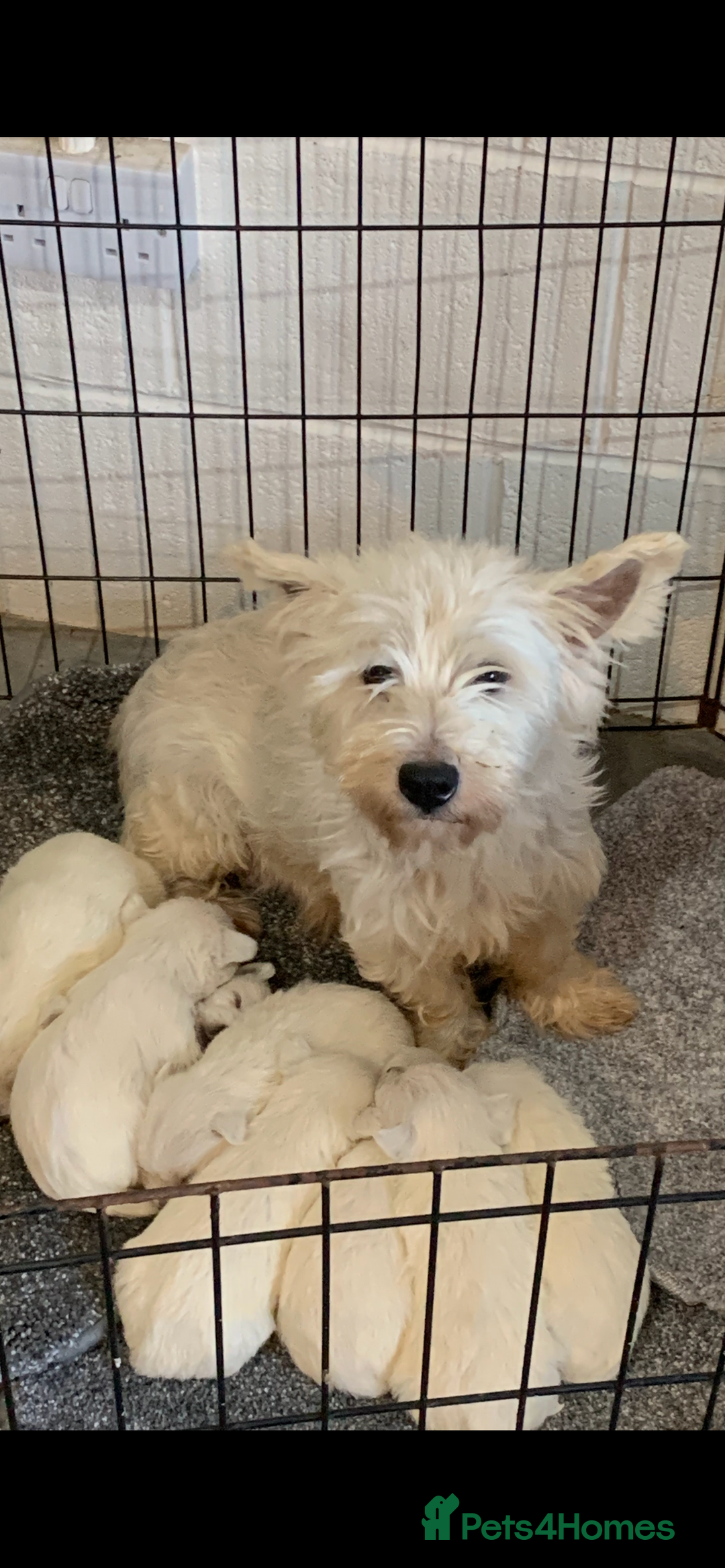 West Highland Terrier dogs for sale: Kc Westie pups  - Advert 2
