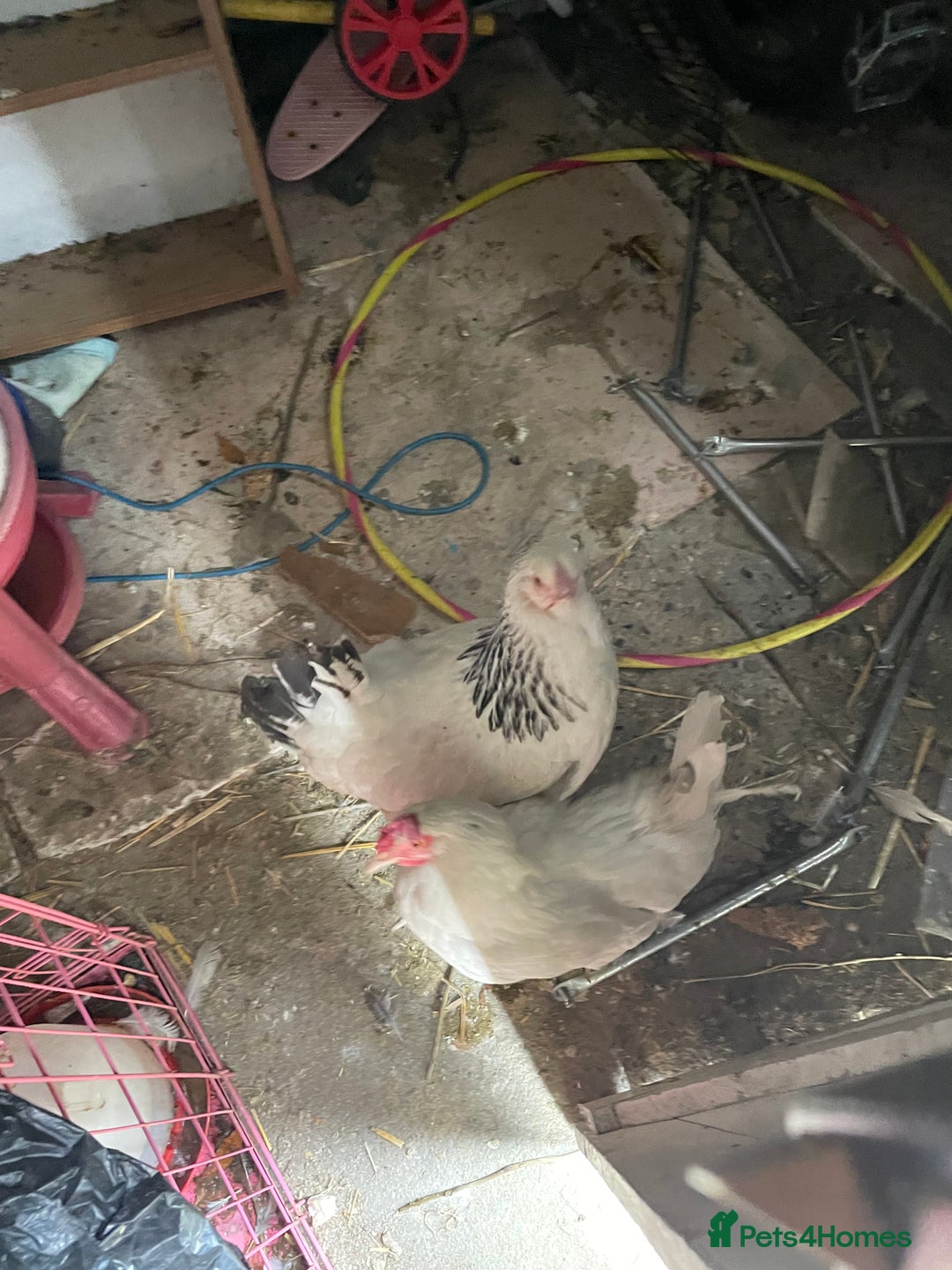 Hens poultry for sale: 2 female hens  - Image 1