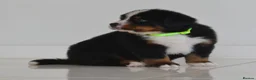 Bernese Mountain Dog dogs for sale: KC REGISTERED BERNEESE PUPPIES  - Advert 18
