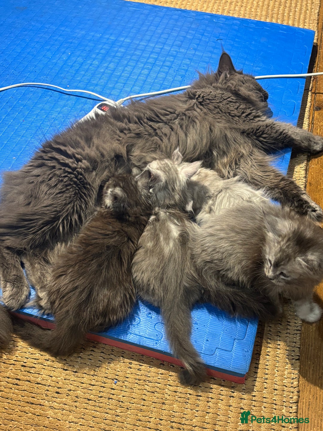 Maine Coon cats for sale: Stunning FiFe Maine Coons - Advert 8