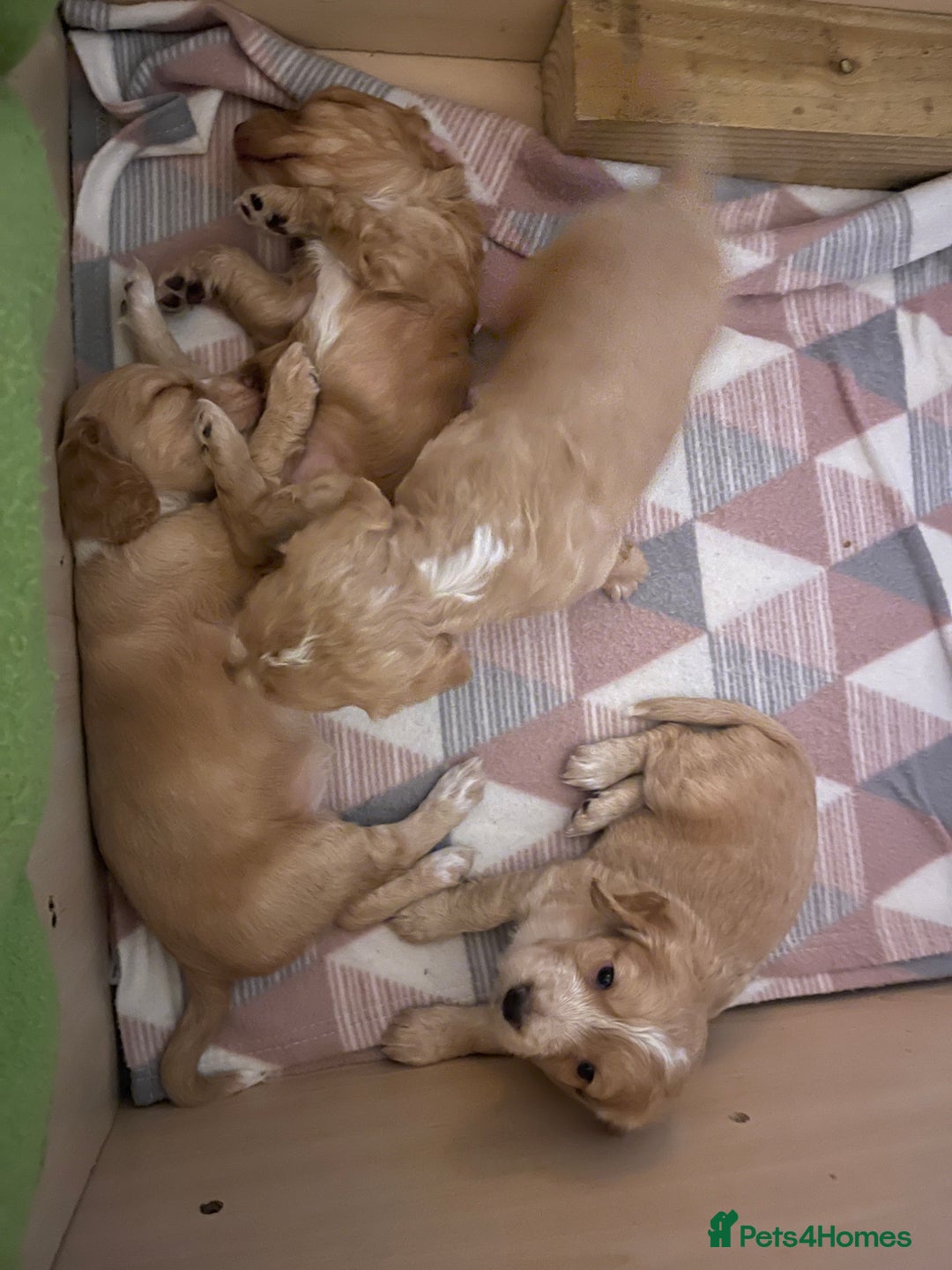Cocker Spaniel dogs for sale: KC REGISTERED COCKER SPANIELS  - Image 4
