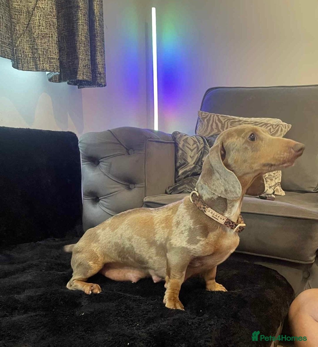 Miniature Dachshund dogs Beautiful litter of miniature dachshunds - Advert 17