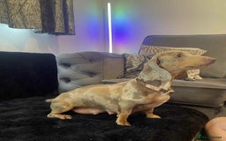 Miniature Dachshund dogs for sale: Beautiful litter of miniature dachshunds - Image 1