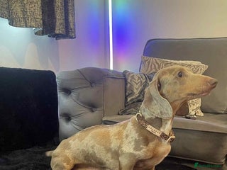 Miniature Dachshund dogs for sale - Advert 1