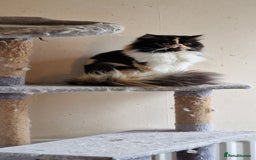 Maine Coon cats for sale: Maine Coon TICA reg kittens and Persian adult  - Image 23