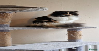 Maine Coon cats - Advert 4