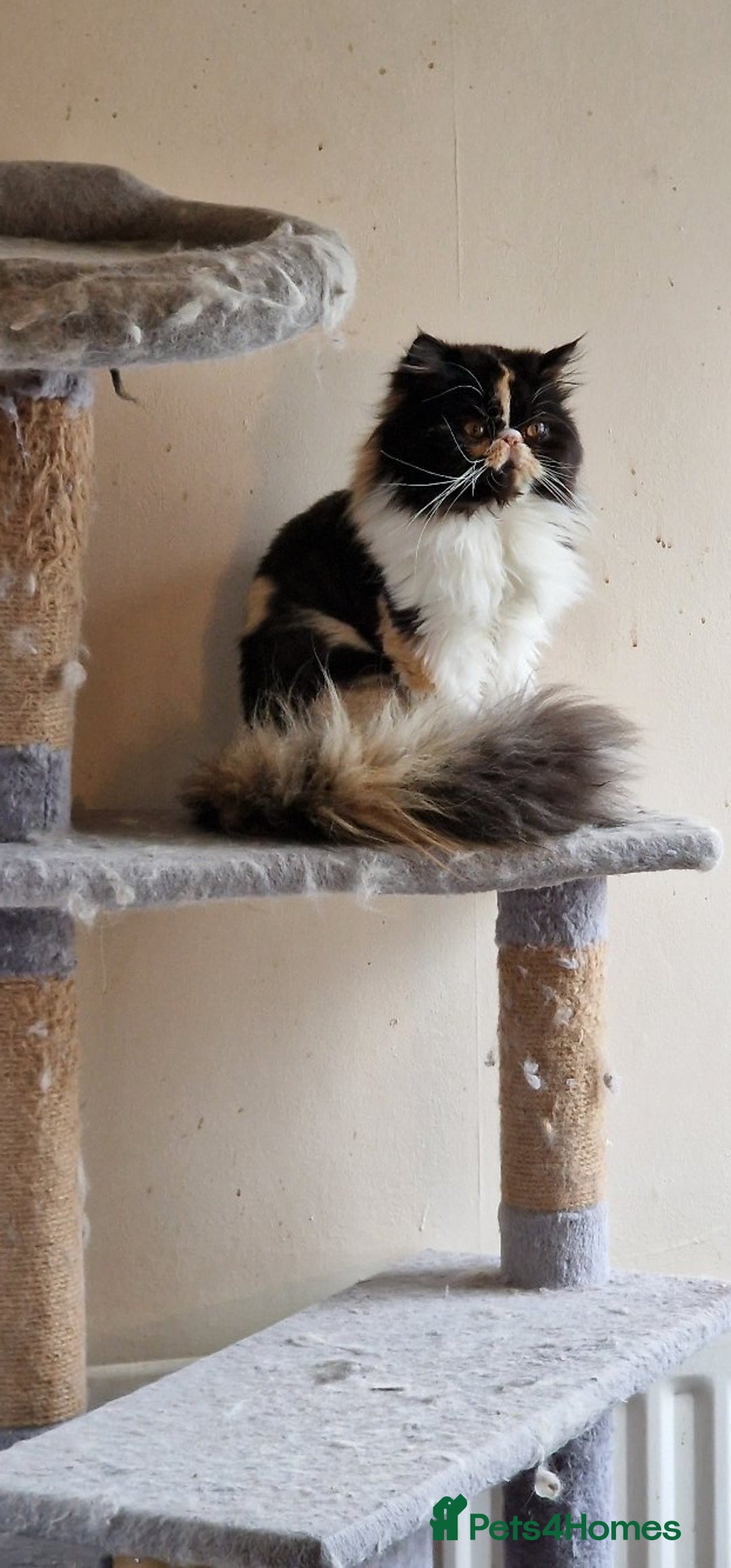 Maine Coon cats for sale: Maine Coon TICA reg kittens and Persian adult  - Image 23