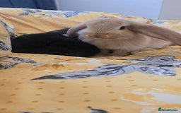 French Lop rabbits for sale: Beautiful French Lop bunnies - Image 26