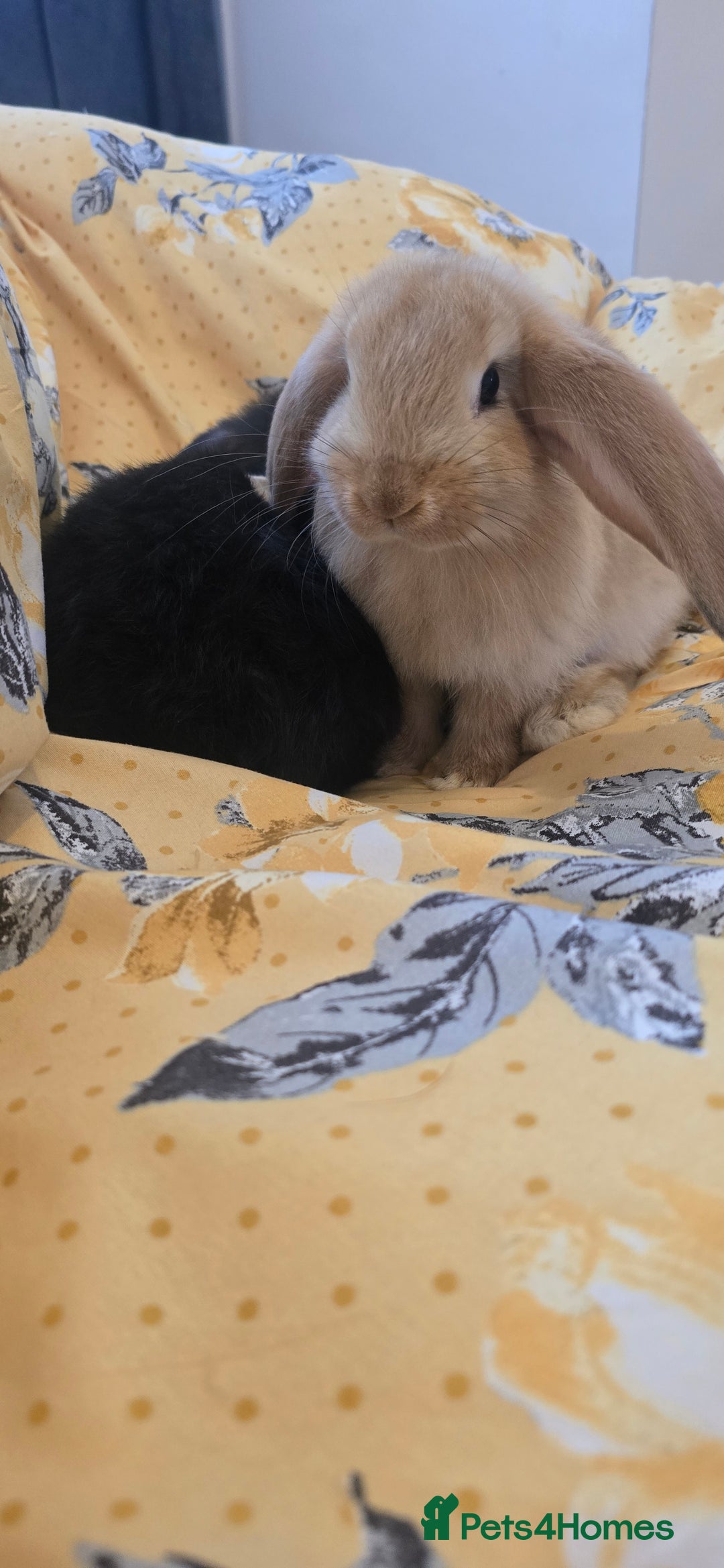 French Lop rabbits for sale: Beautiful French Lop bunnies - Image 26