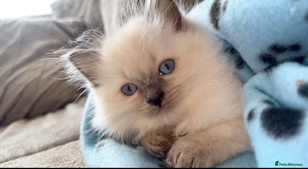 Ragdoll cats for sale: BLUE POINT RAGDOLL KITTENS - Image 23