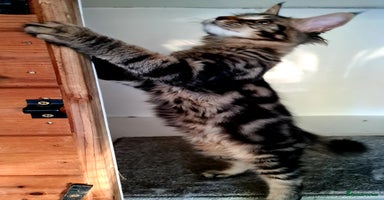 Maine Coon cats - Advert 14