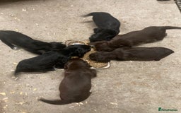 Sprocker dogs for sale: Sprocker spaniels  - Image 6