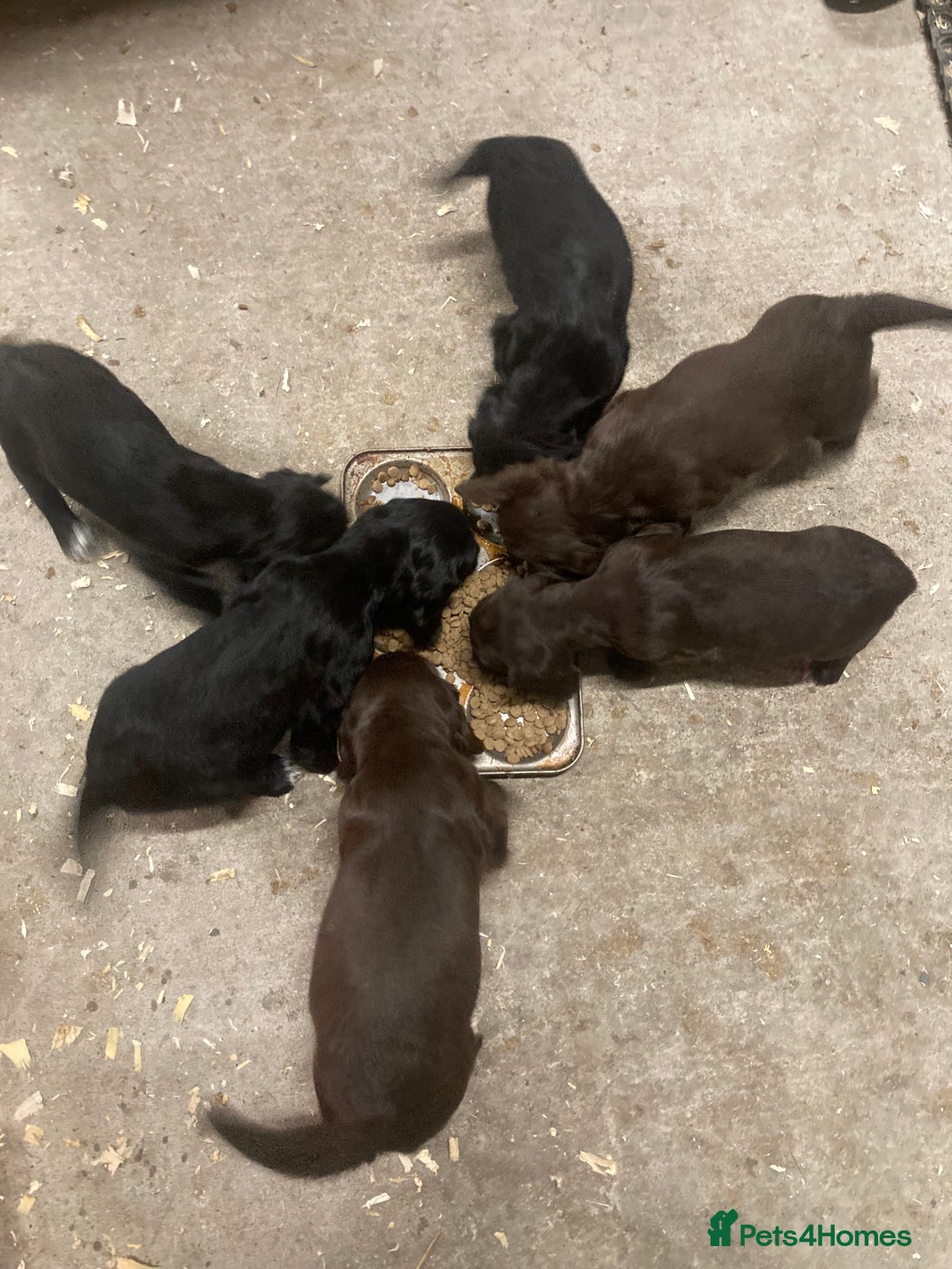 Sprocker dogs for sale: Sprocker spaniels  - Image 6