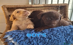 Labrador Retriever dogs for sale: Labrador Pups - Image 9