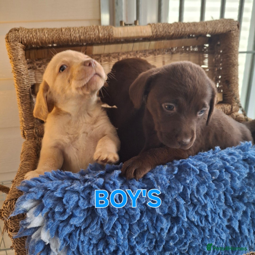 Labrador Retriever dogs for sale: Labrador Pups - Image 9