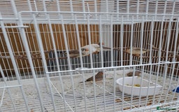 Finches birds for sale: Zebra finches for sale - Image 2